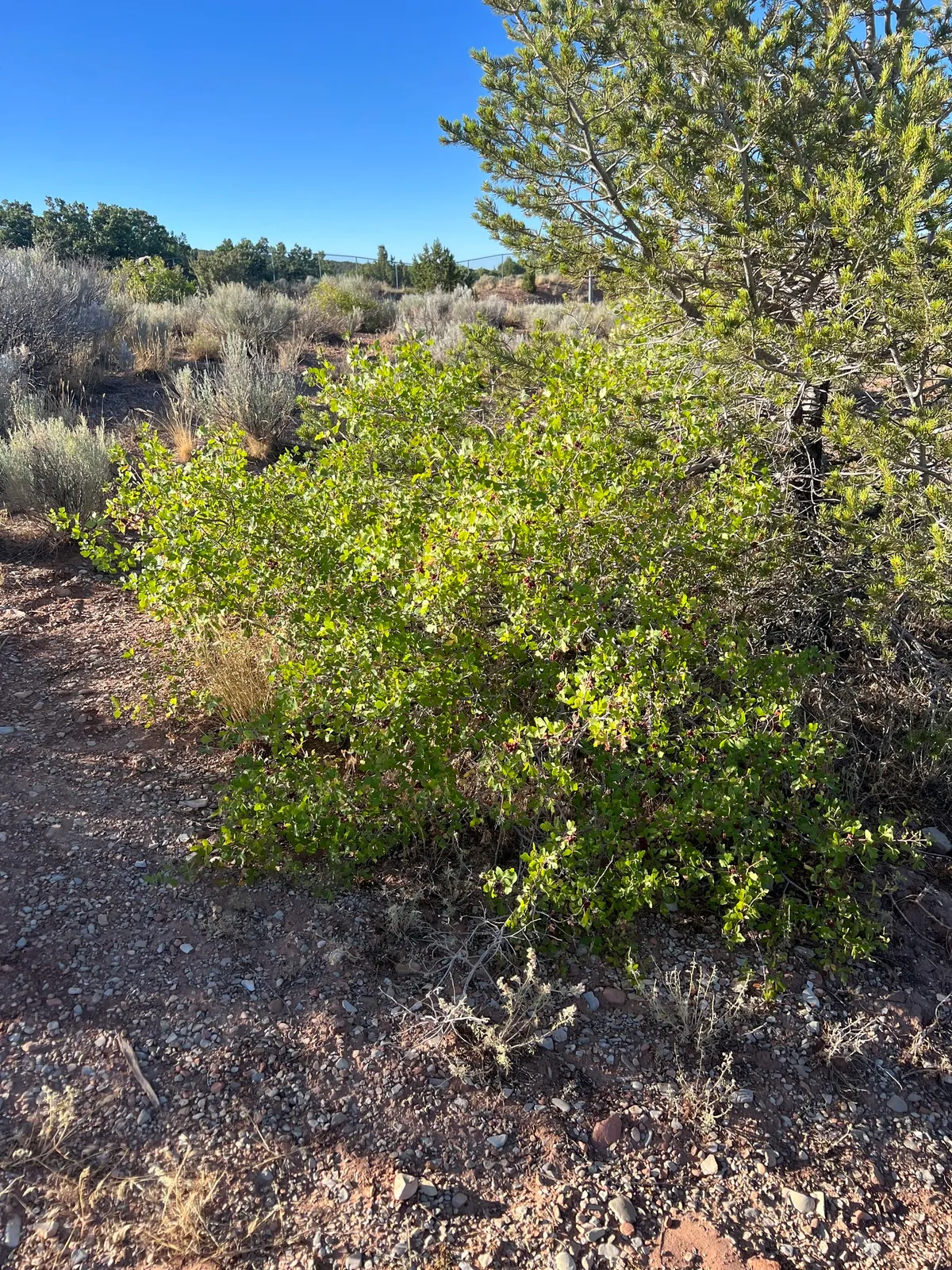 Skunkbush Sumac