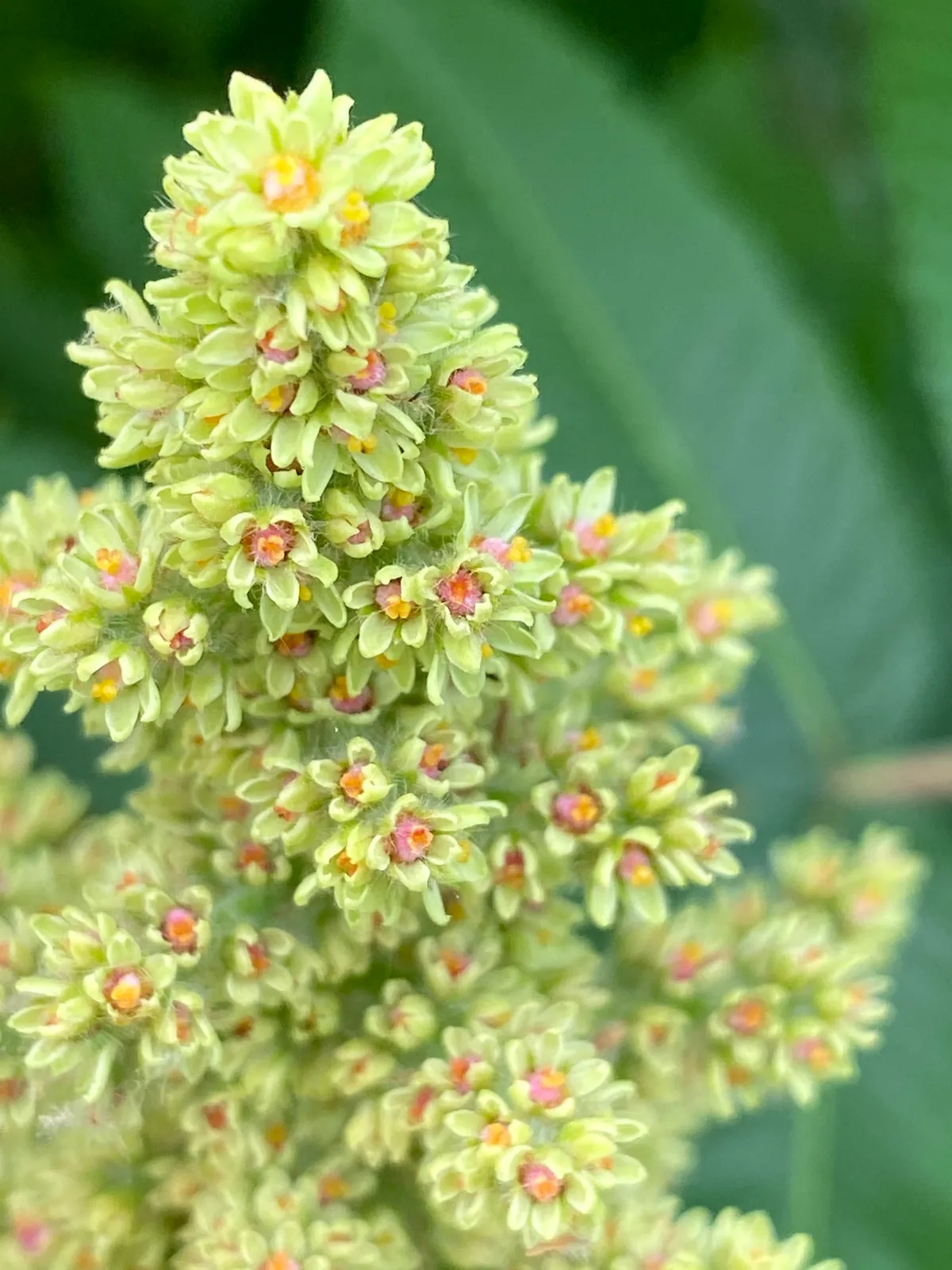 Virginia Sumac