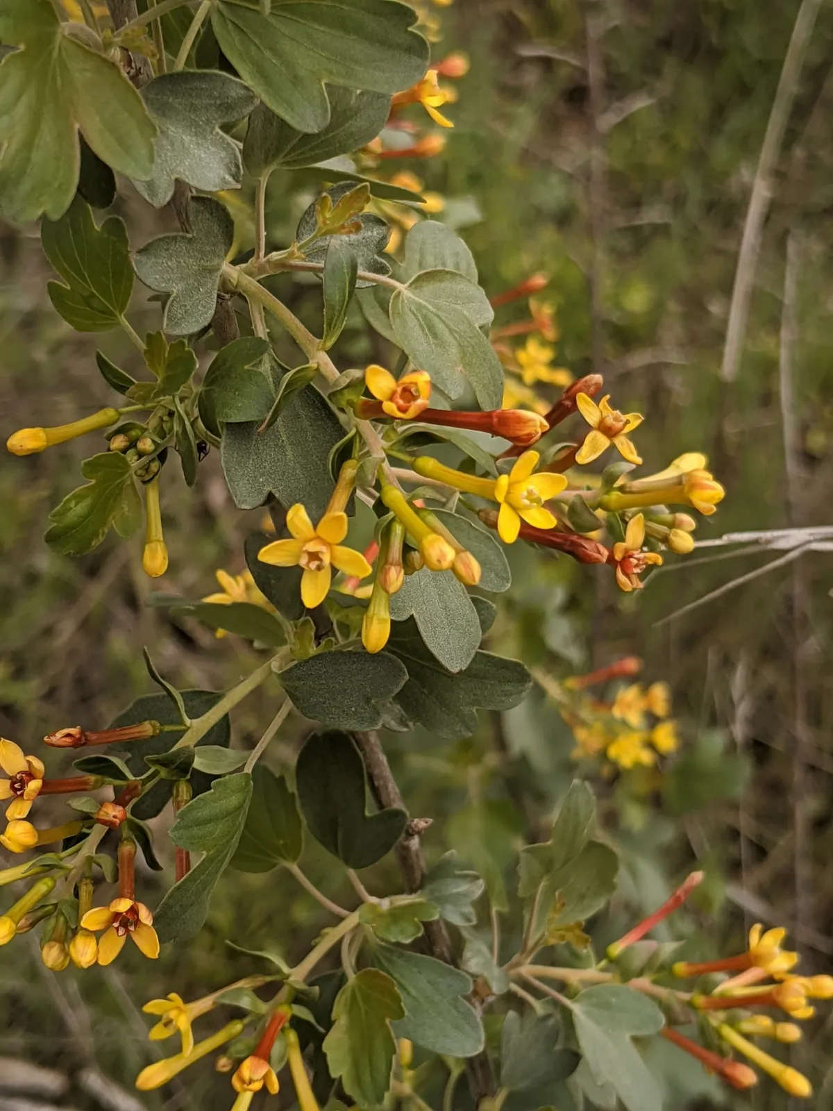 Golden Currant