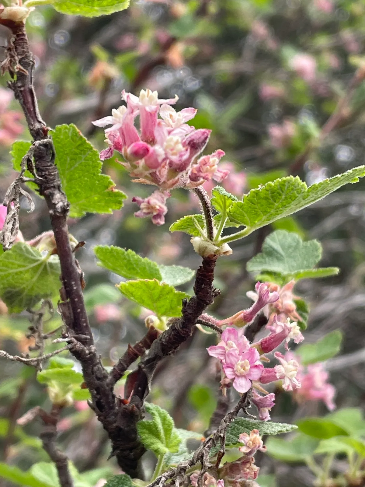 Chaparral currant