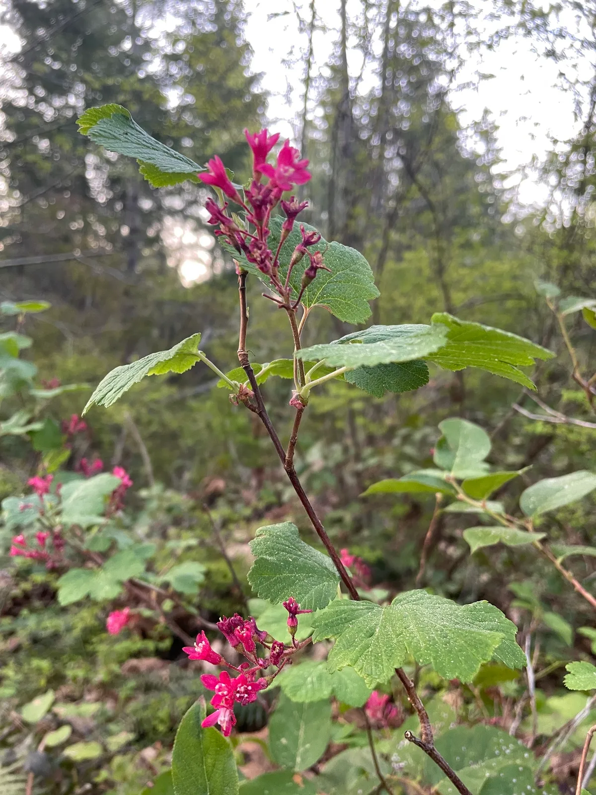 Flowering Currant