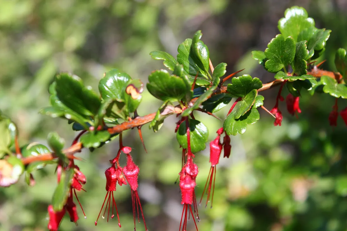 Fuchsia-flower Gooseberry