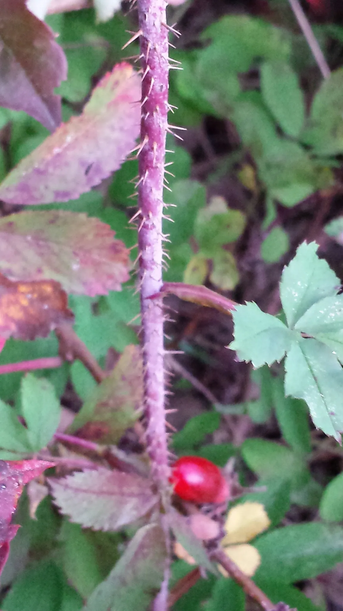 Prickly Rose