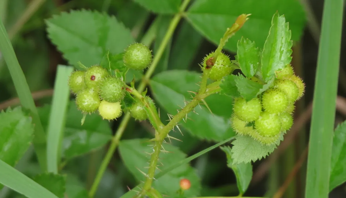 Prairie Rose