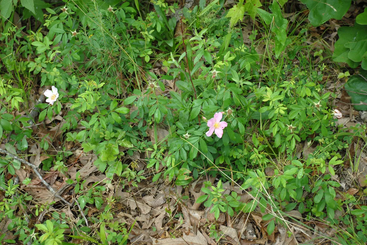 Carolina Rose