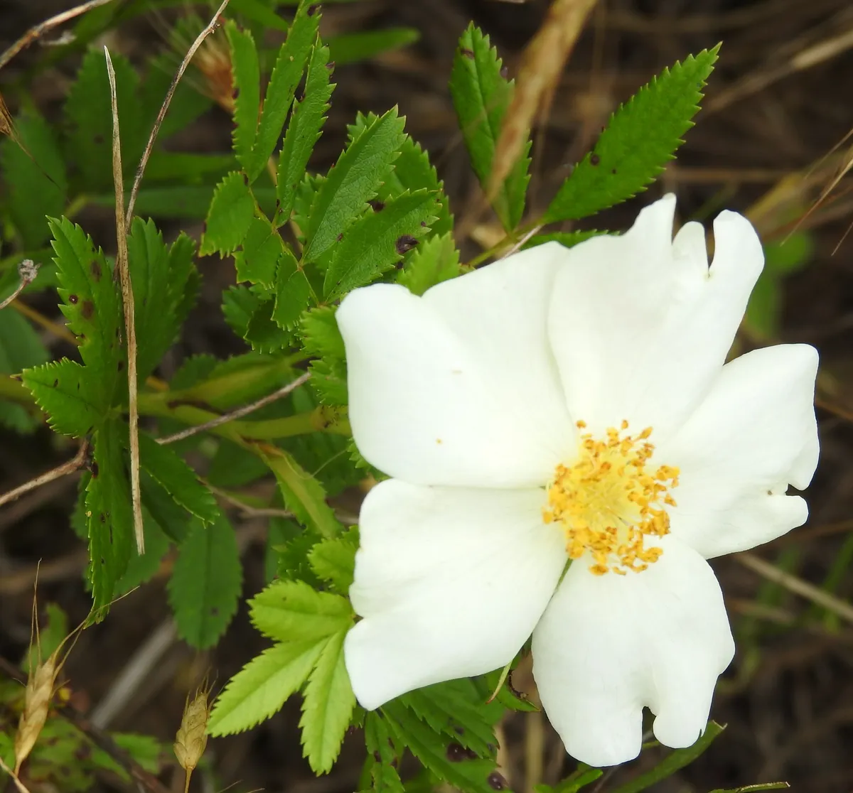 White Prairie Rose