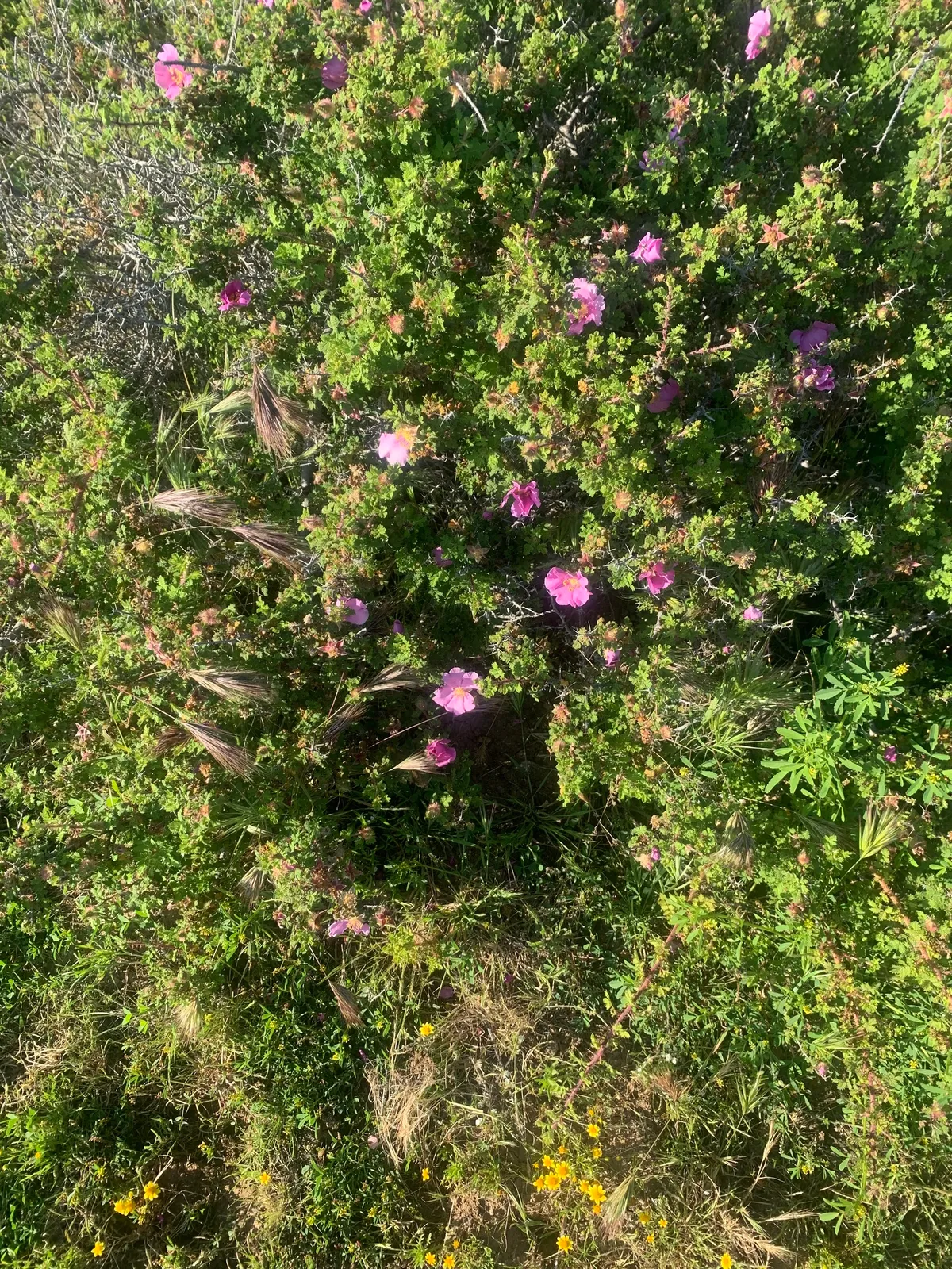 Small-leaved rose