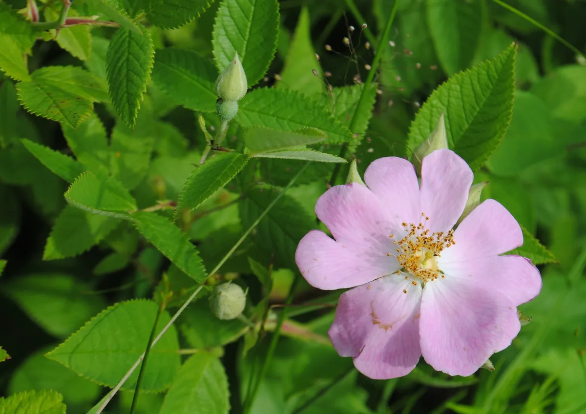 Climbing Prairie Rose
