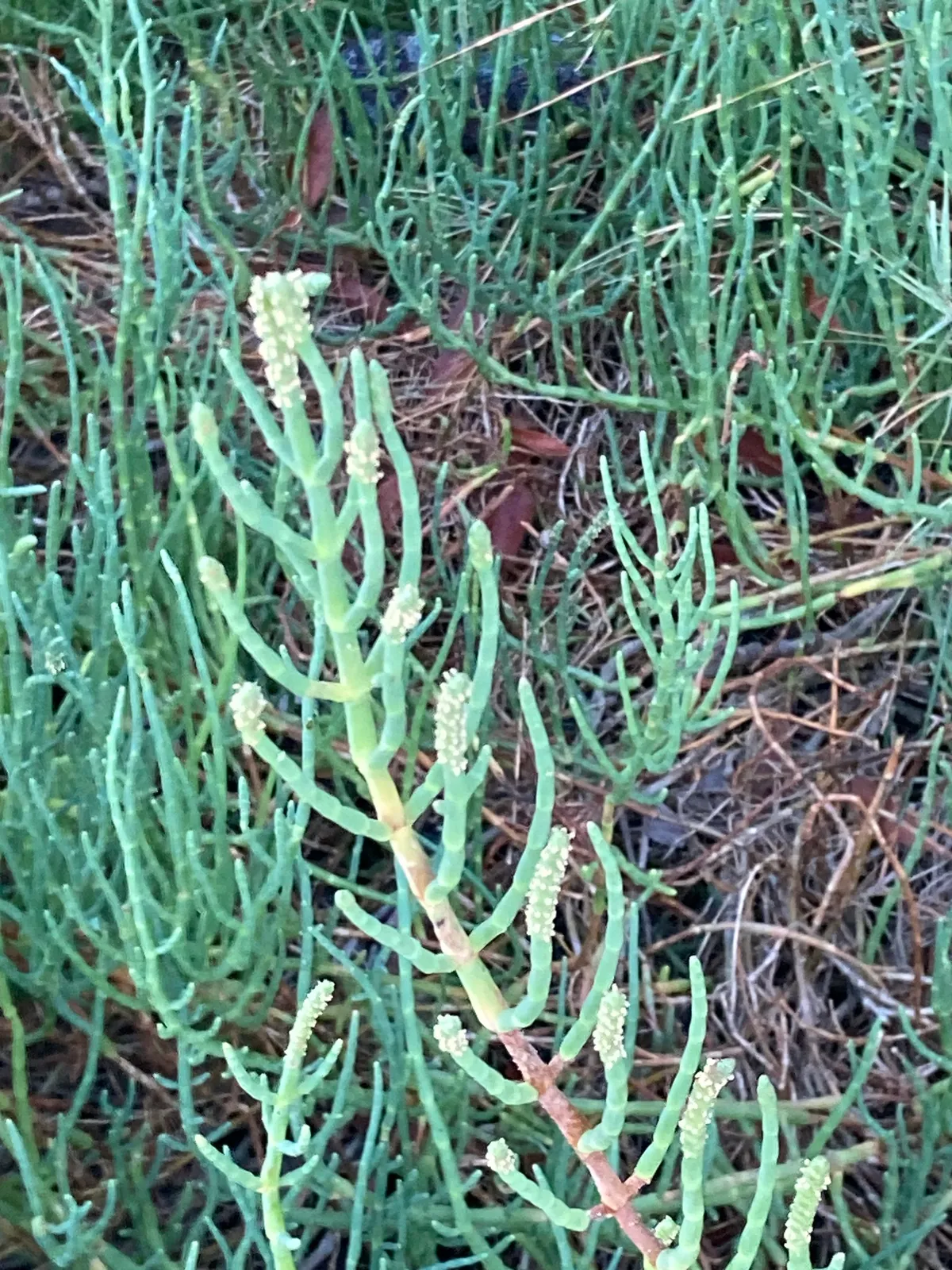 Pickleweed