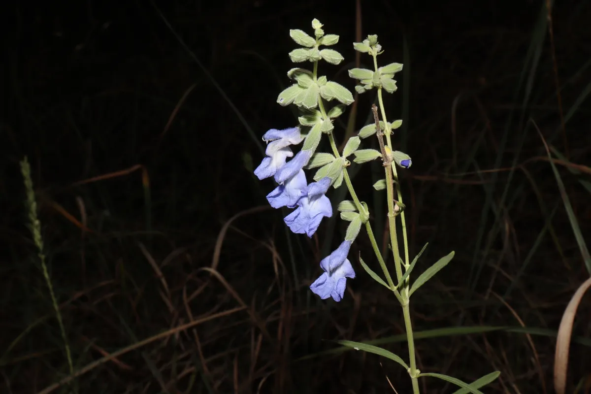 Azure Blue Sage