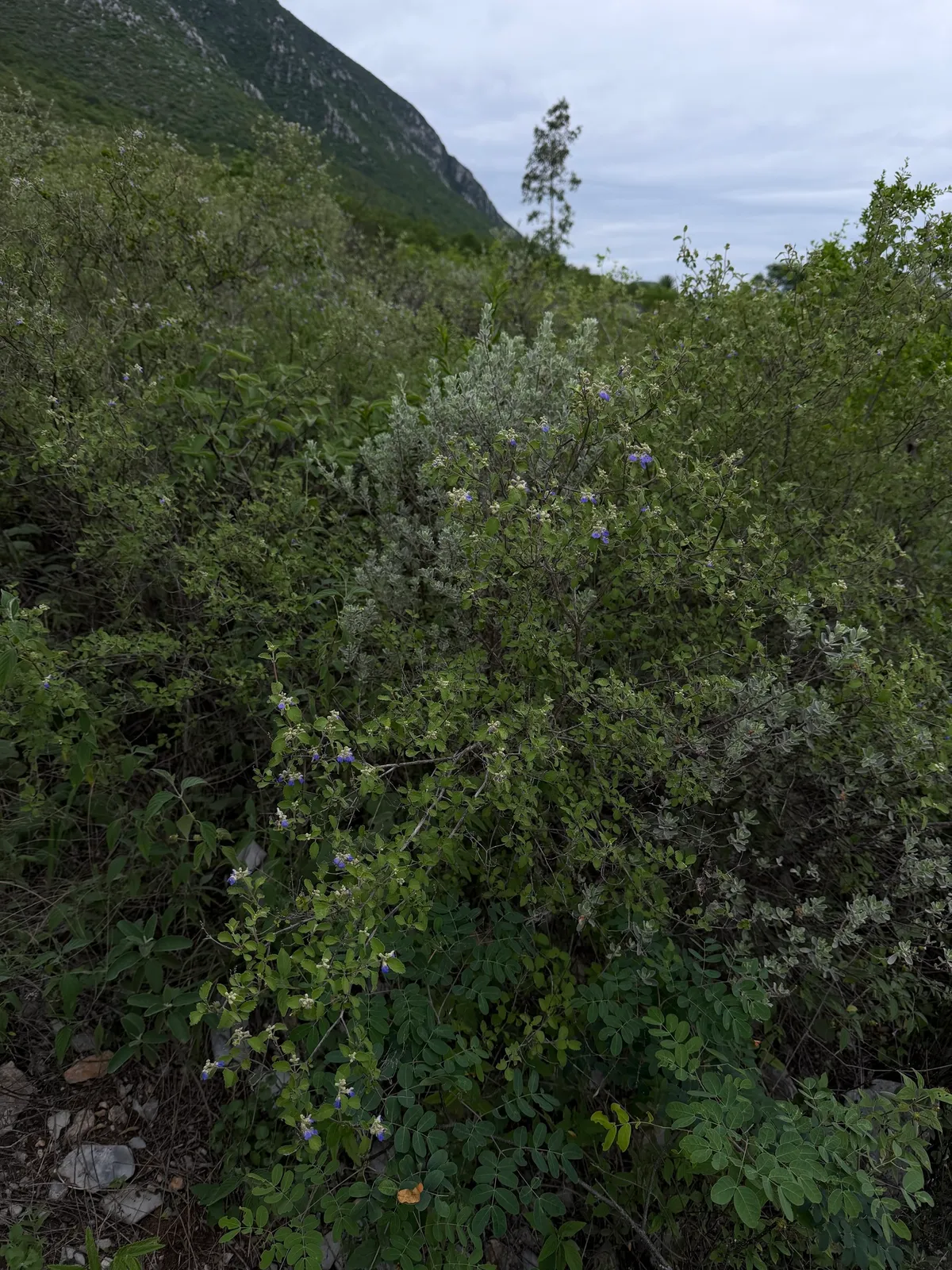 Shrubby Blue Sage