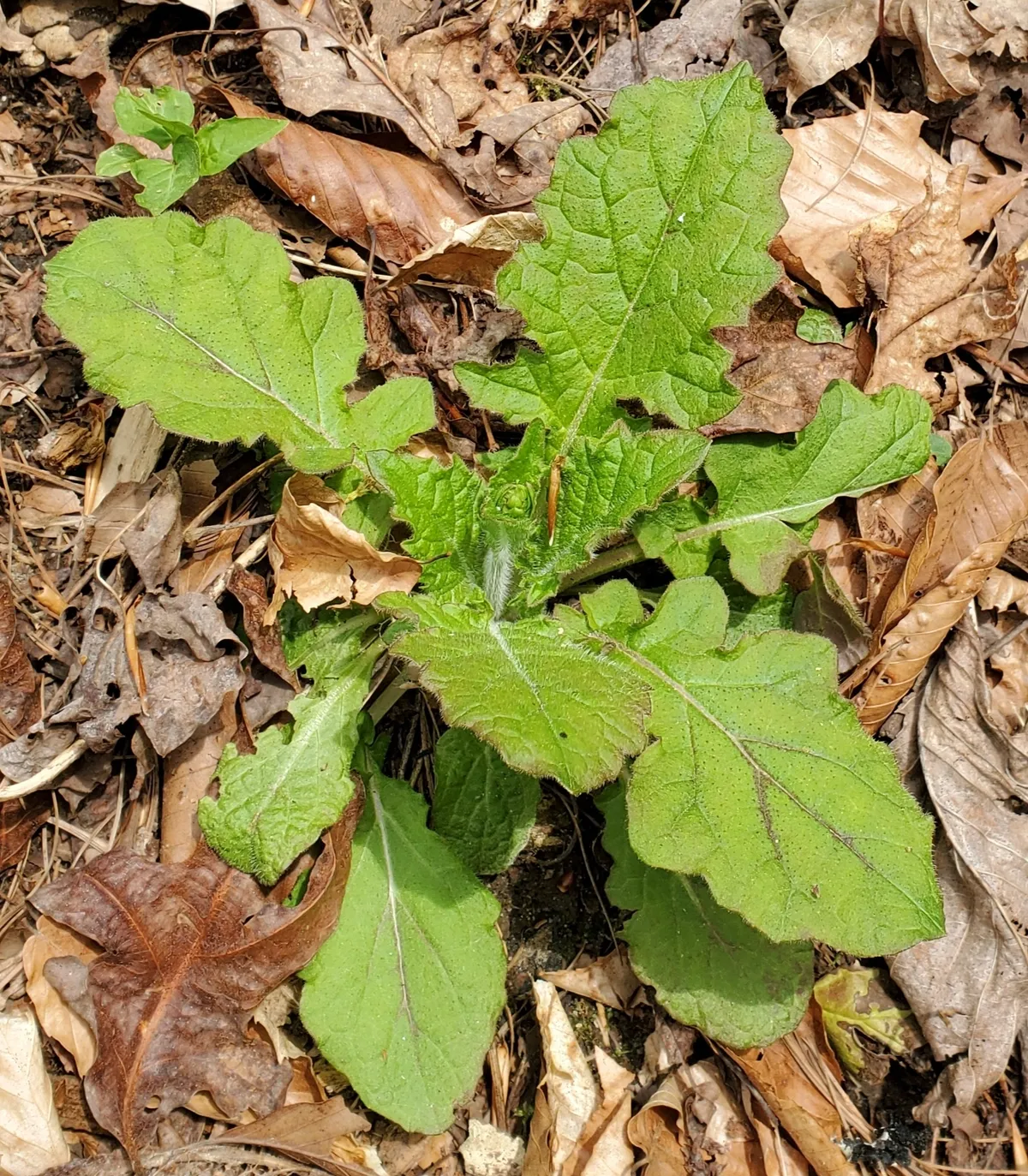 Lyre-leaf Sage