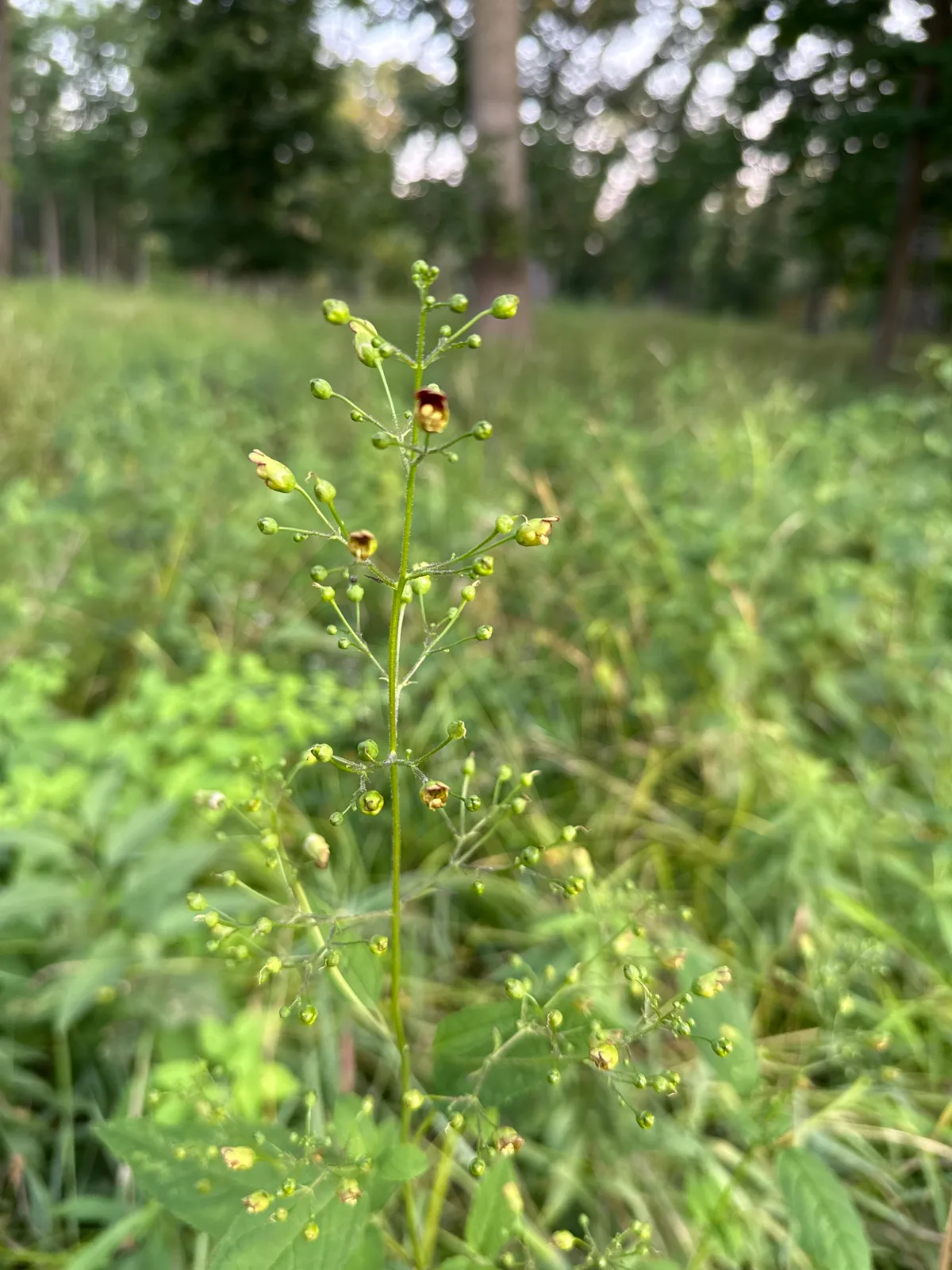 Figwort