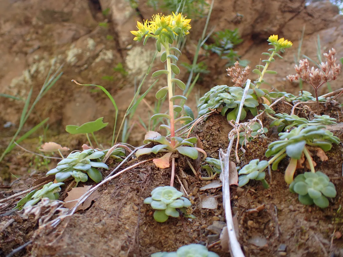 Broadleaf Stonecrop