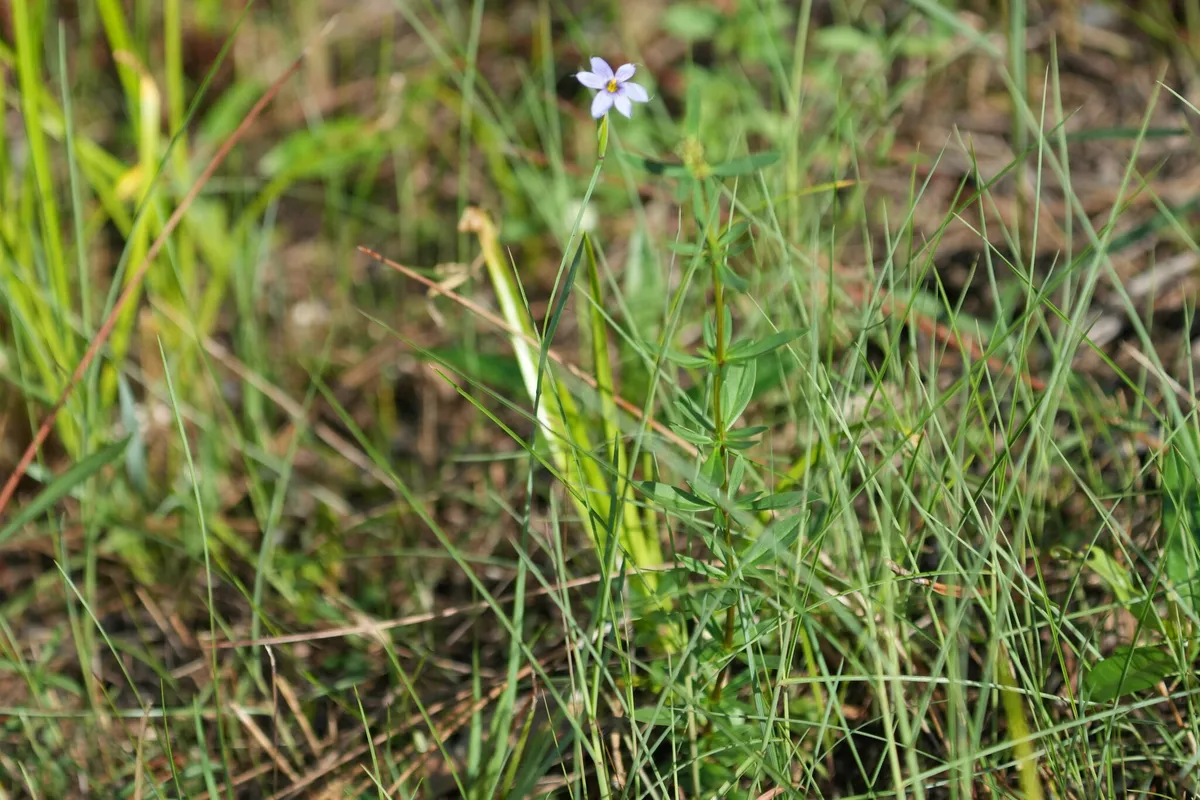 Narrowleaf Blue-eyed Grass