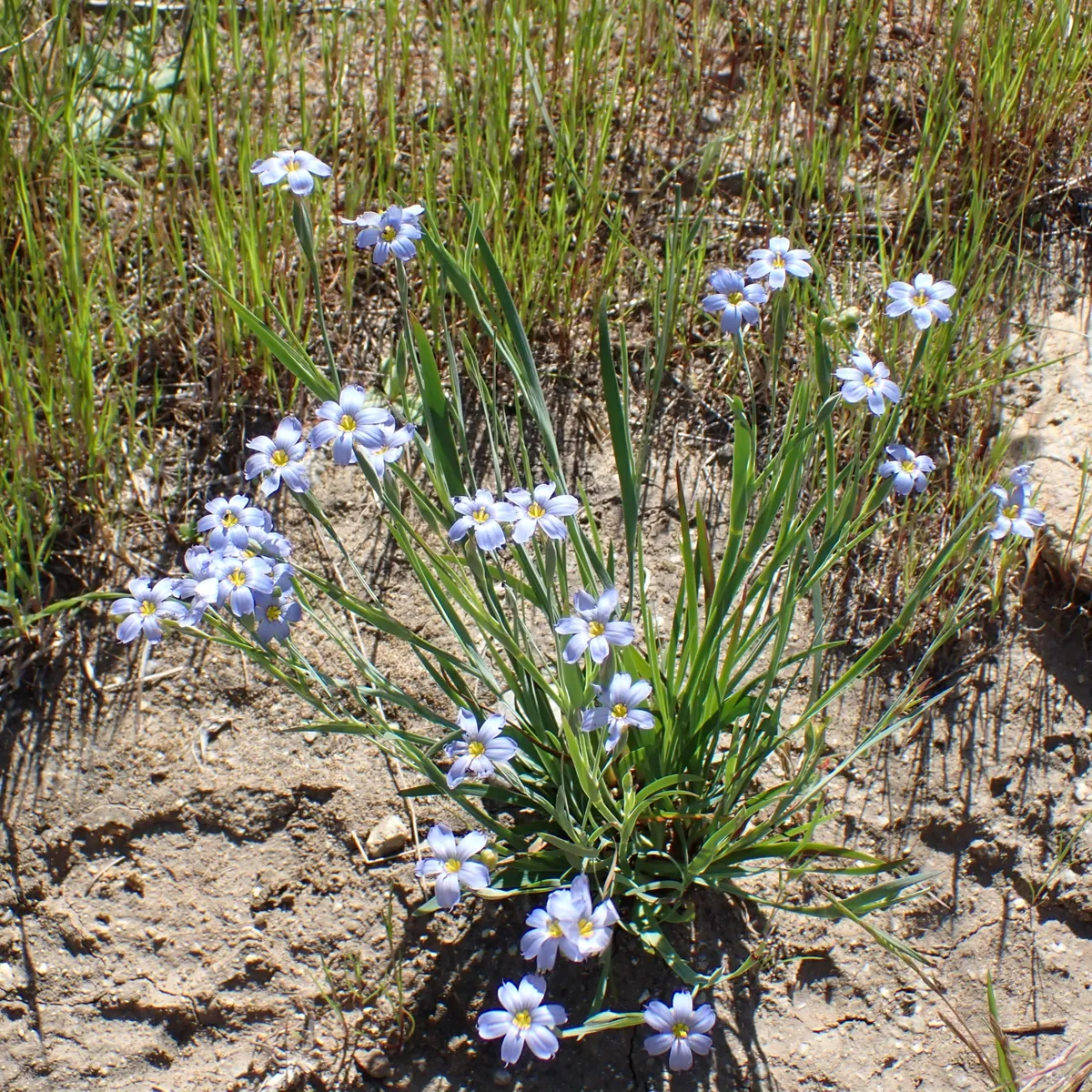Western Blue-eyed Grass