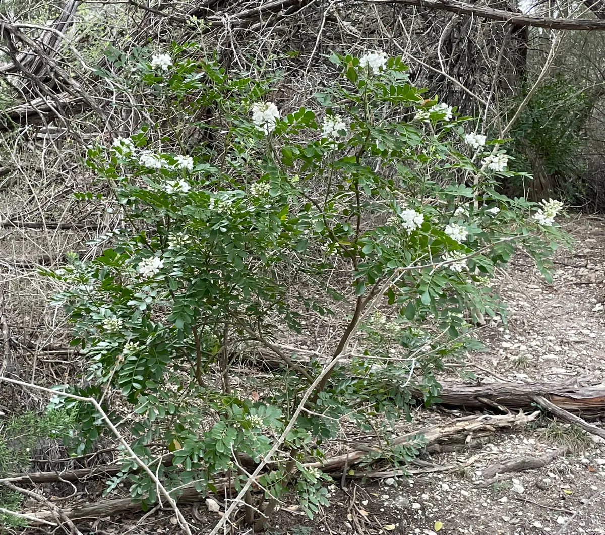 Texas Mountain Laurel