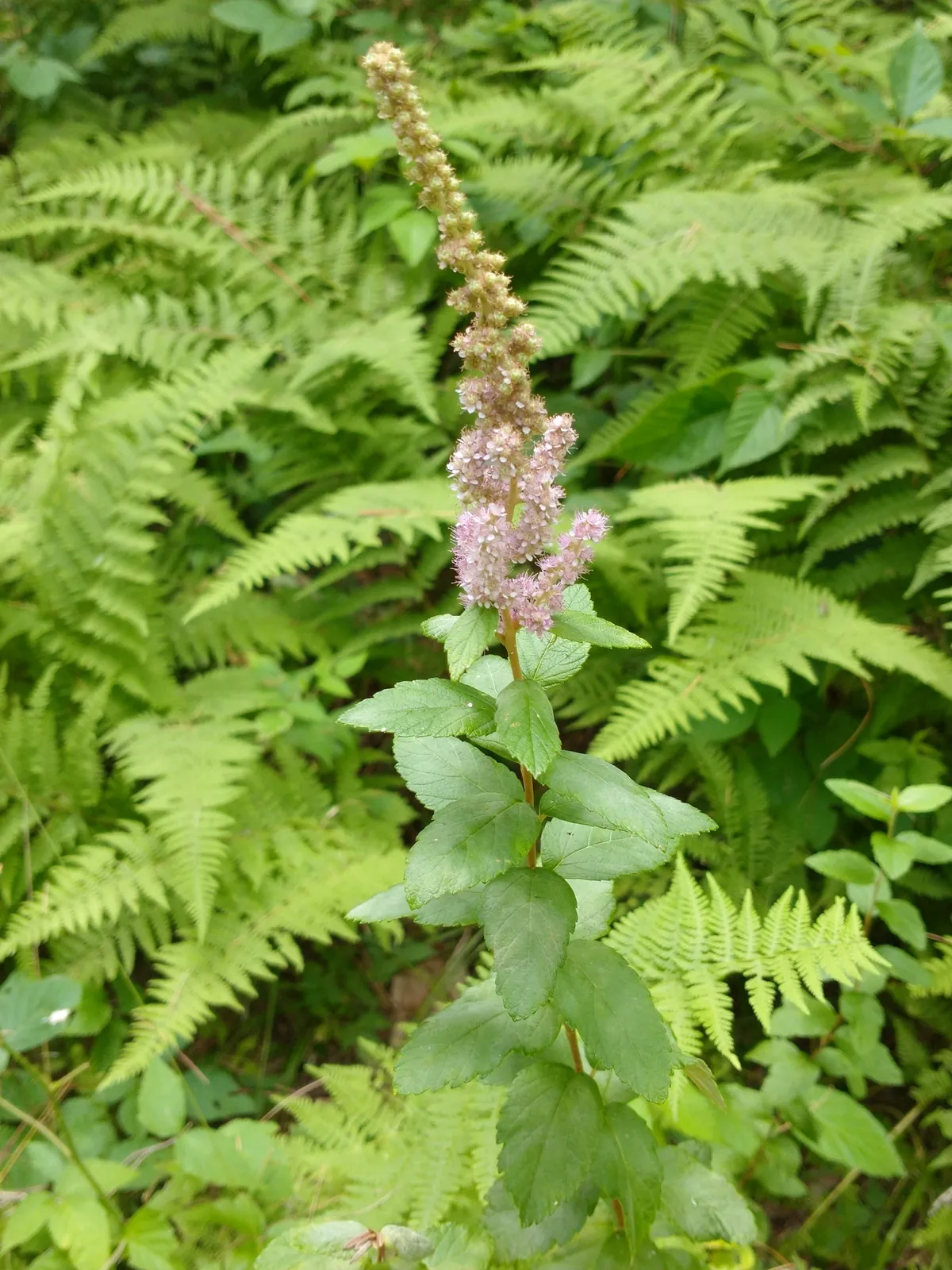 Meadowsweet