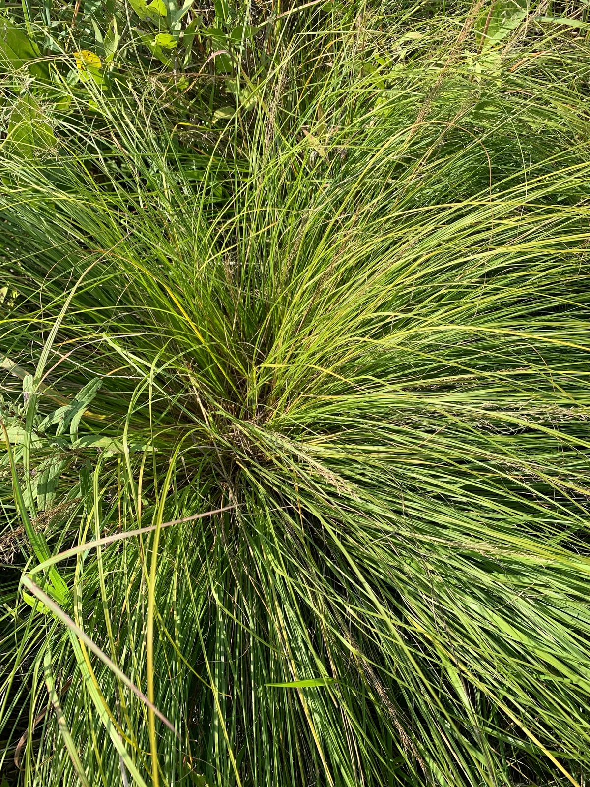 Prairie Dropseed