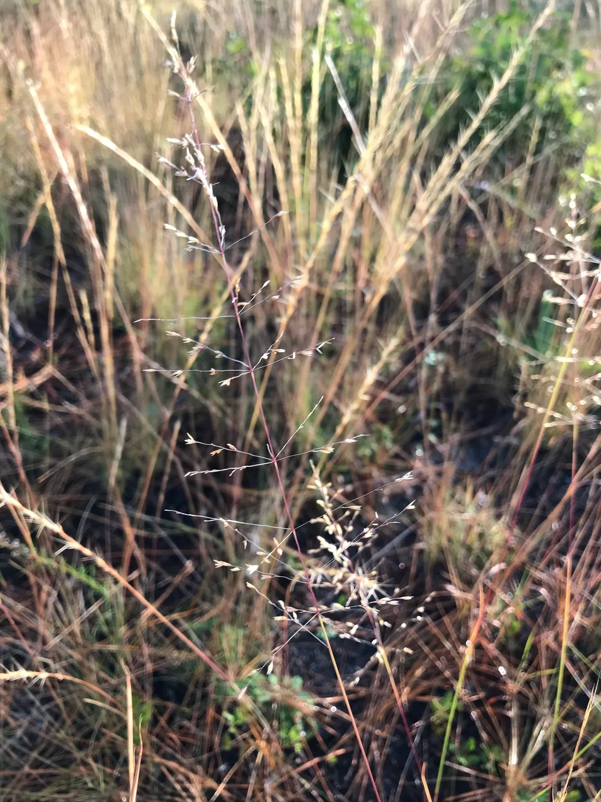 Pineywoods Dropseed