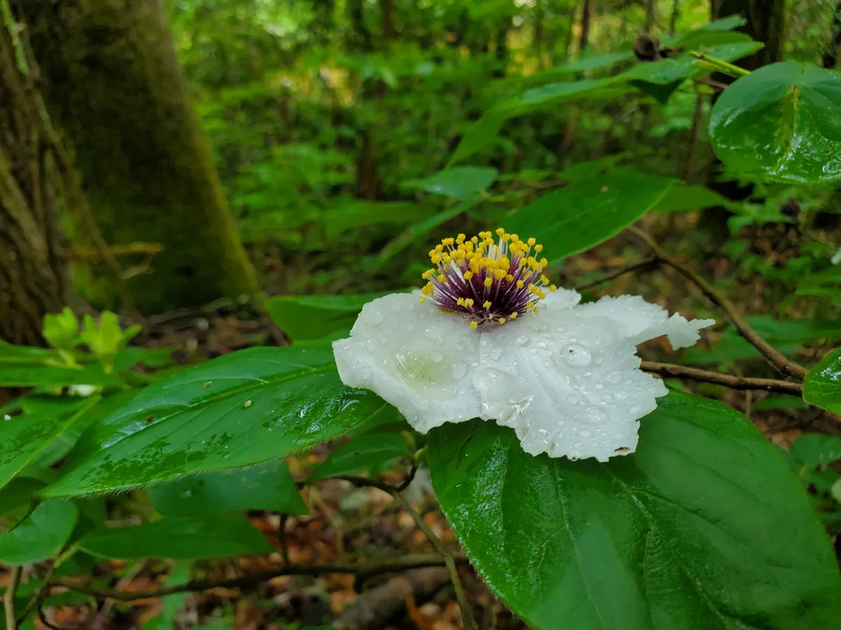 Mountain stewartia