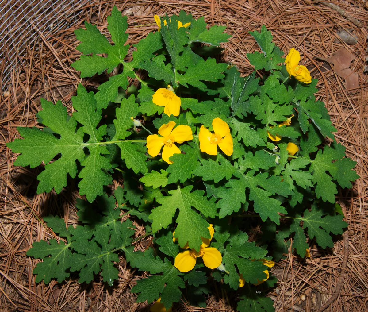 Celandine-poppy