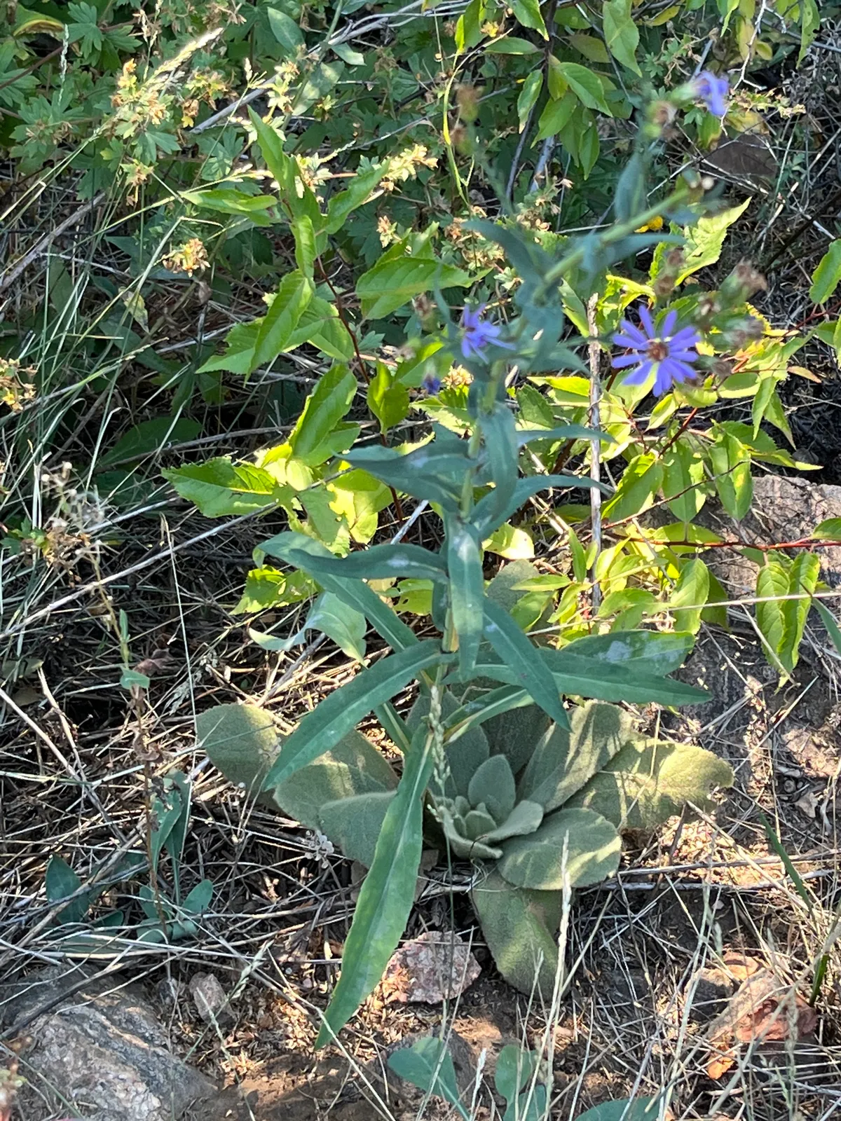 Smooth Aster