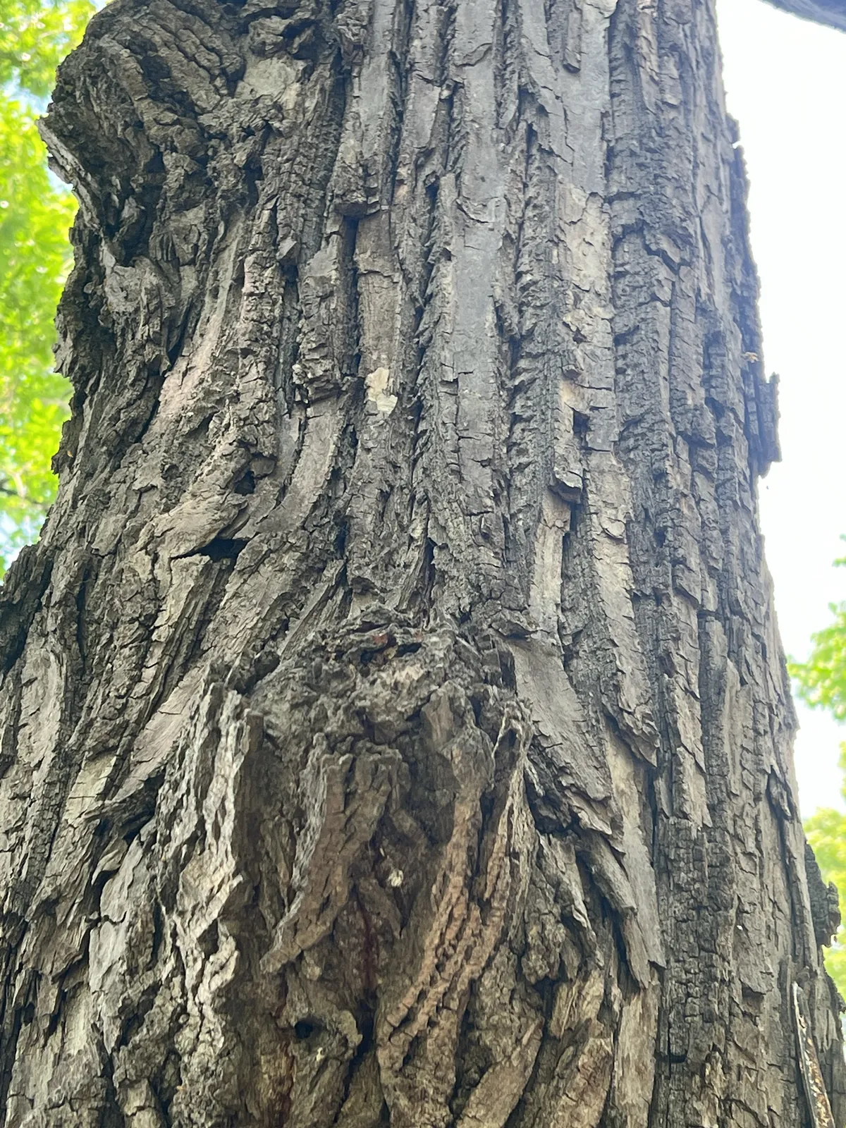 American Basswood