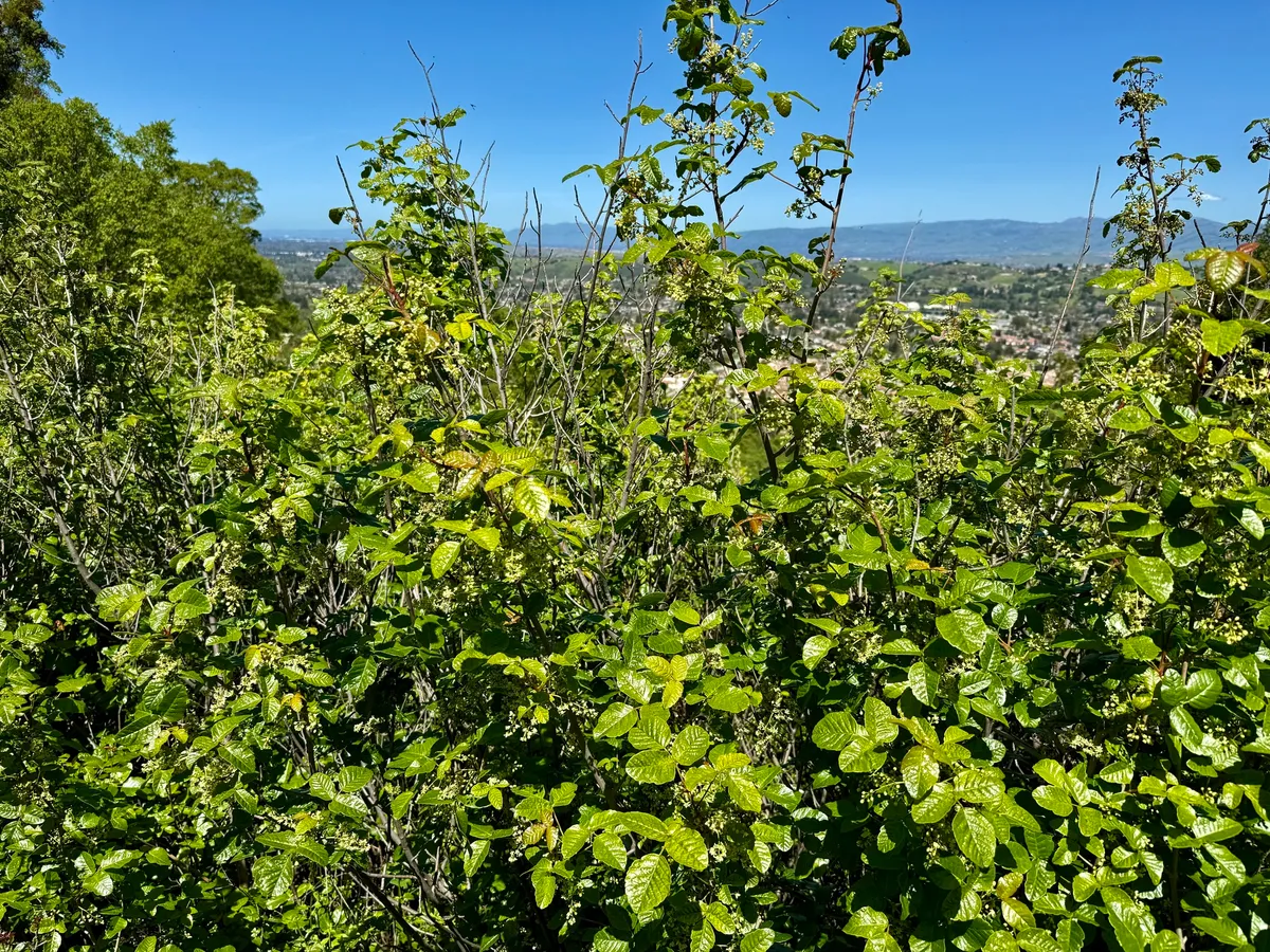 Pacific poison oak