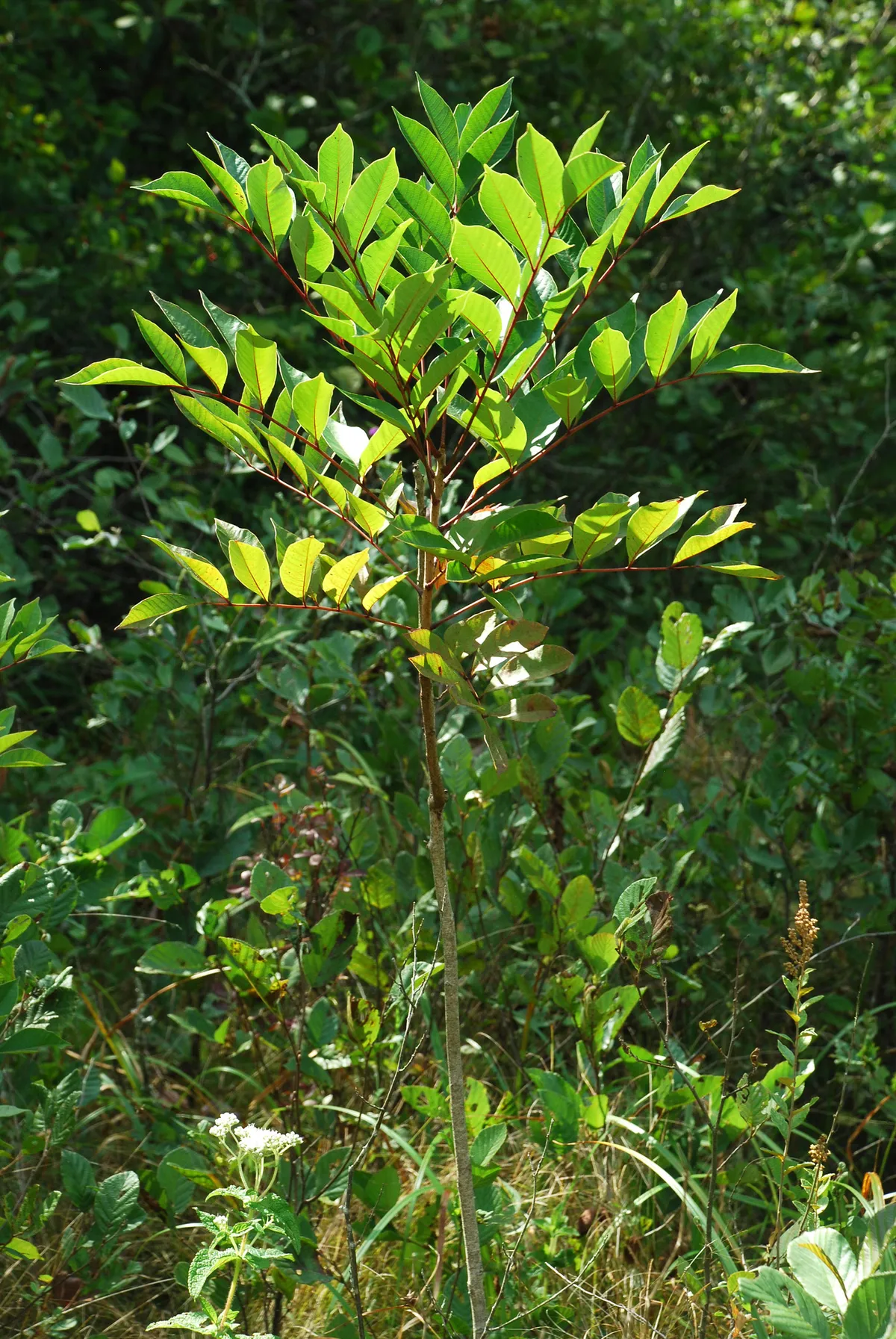 Poison Sumac