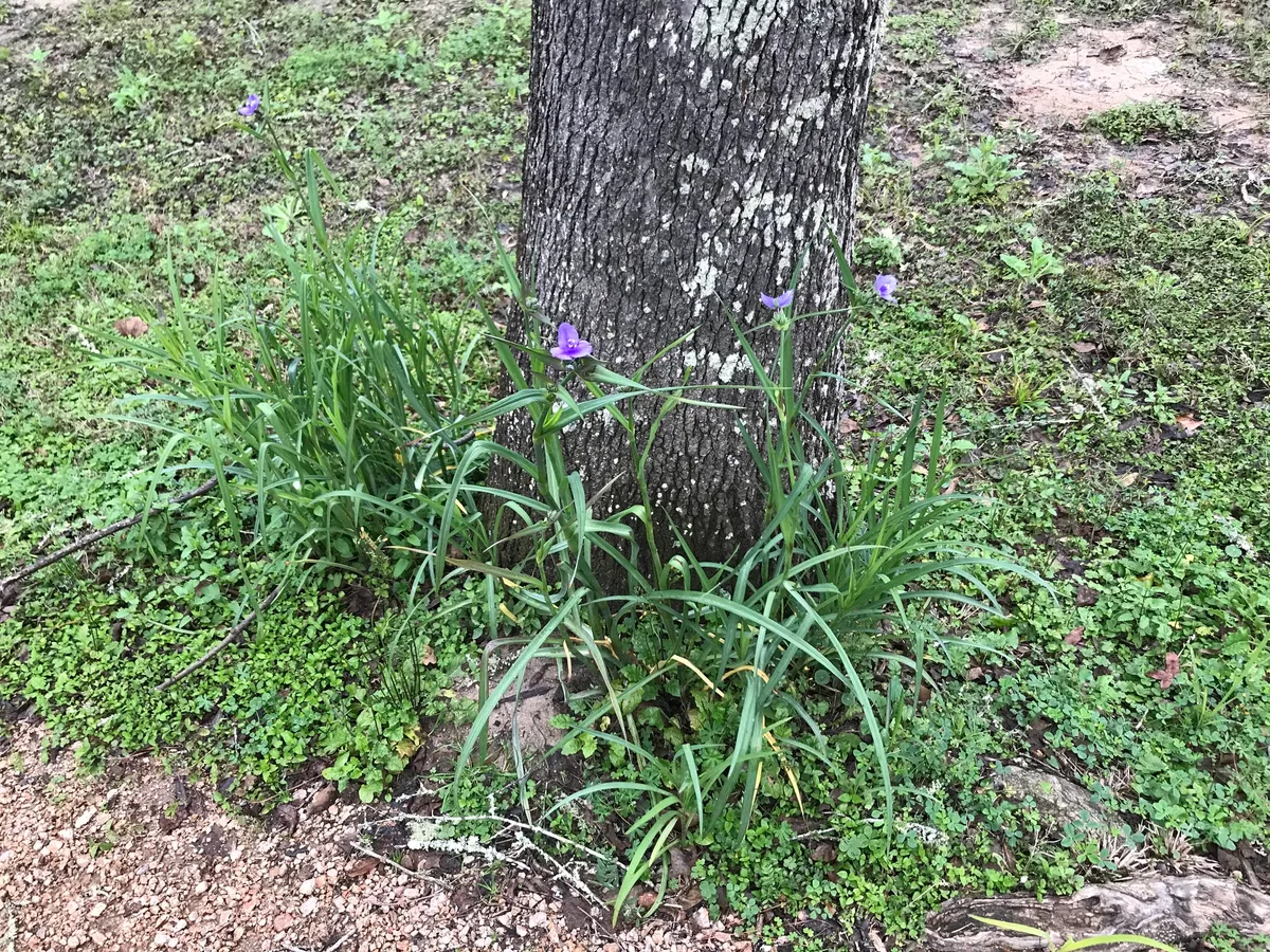 Smooth Spiderwort