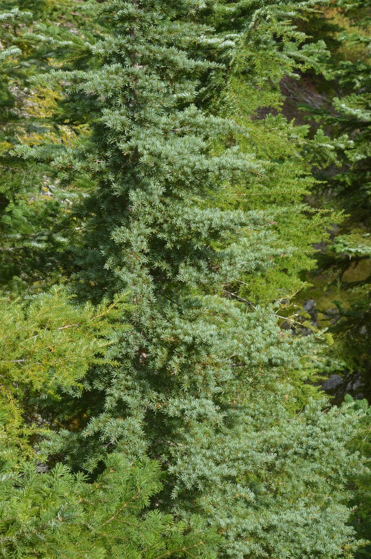 Mountain hemlock