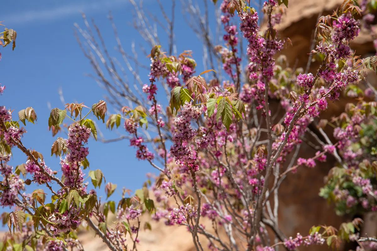Mexican Buckeye