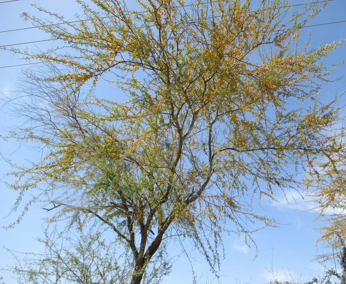 Huisache