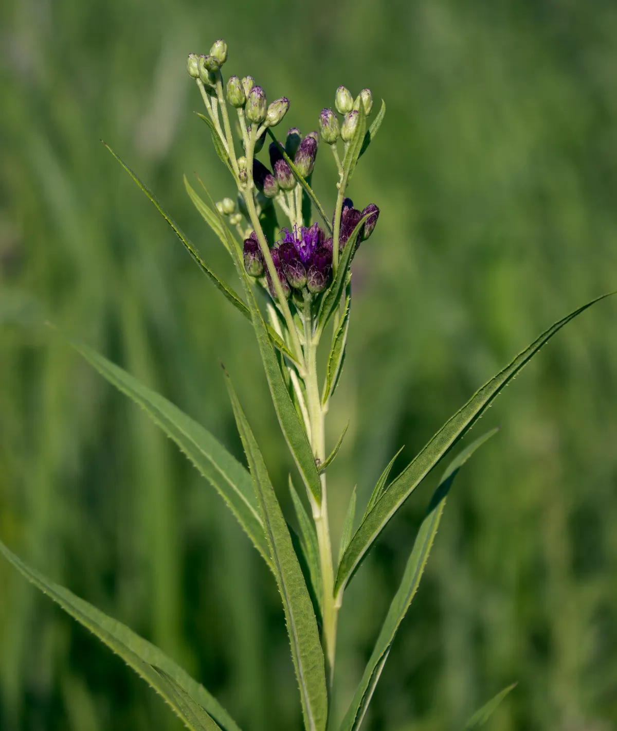 Prairie ironweed
