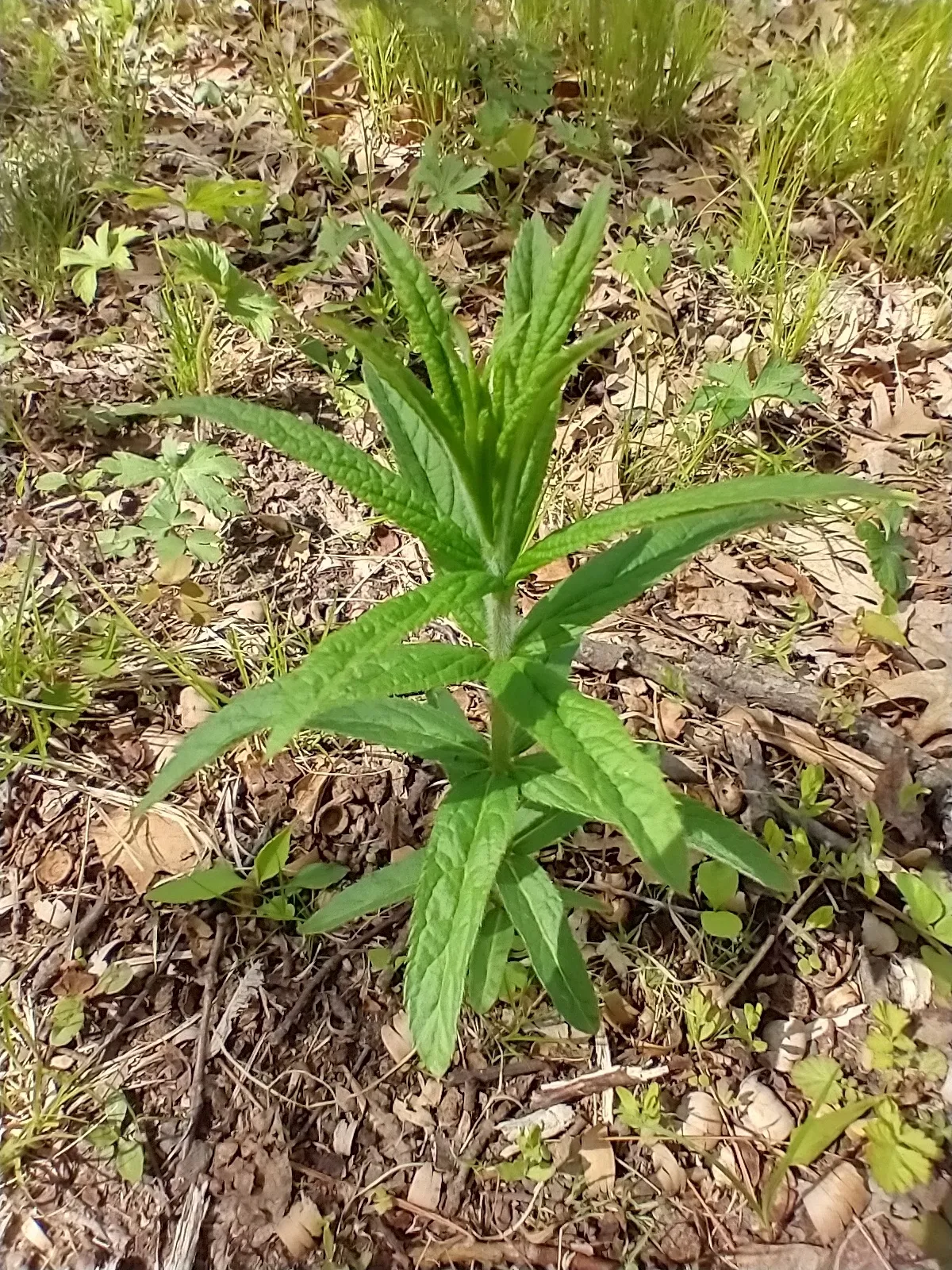 Culver's Root