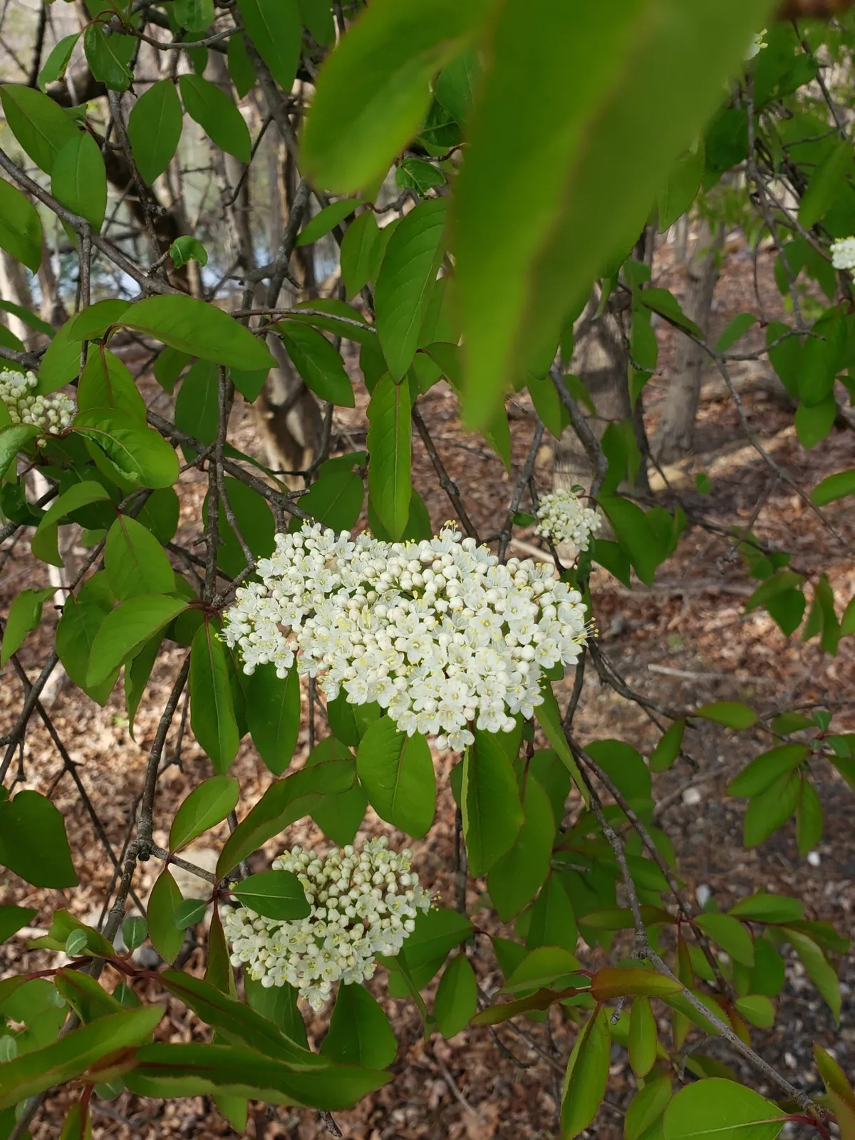 Black Haw