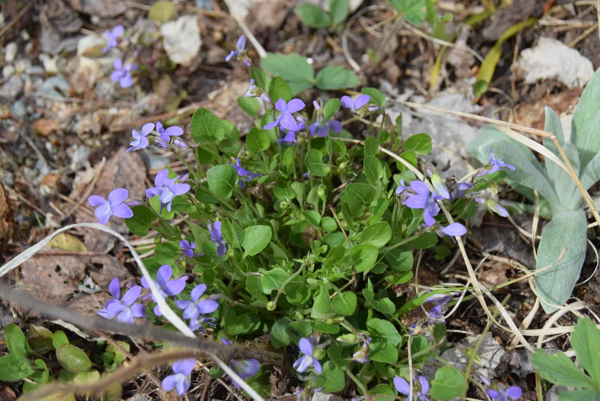 Early-blue Violet