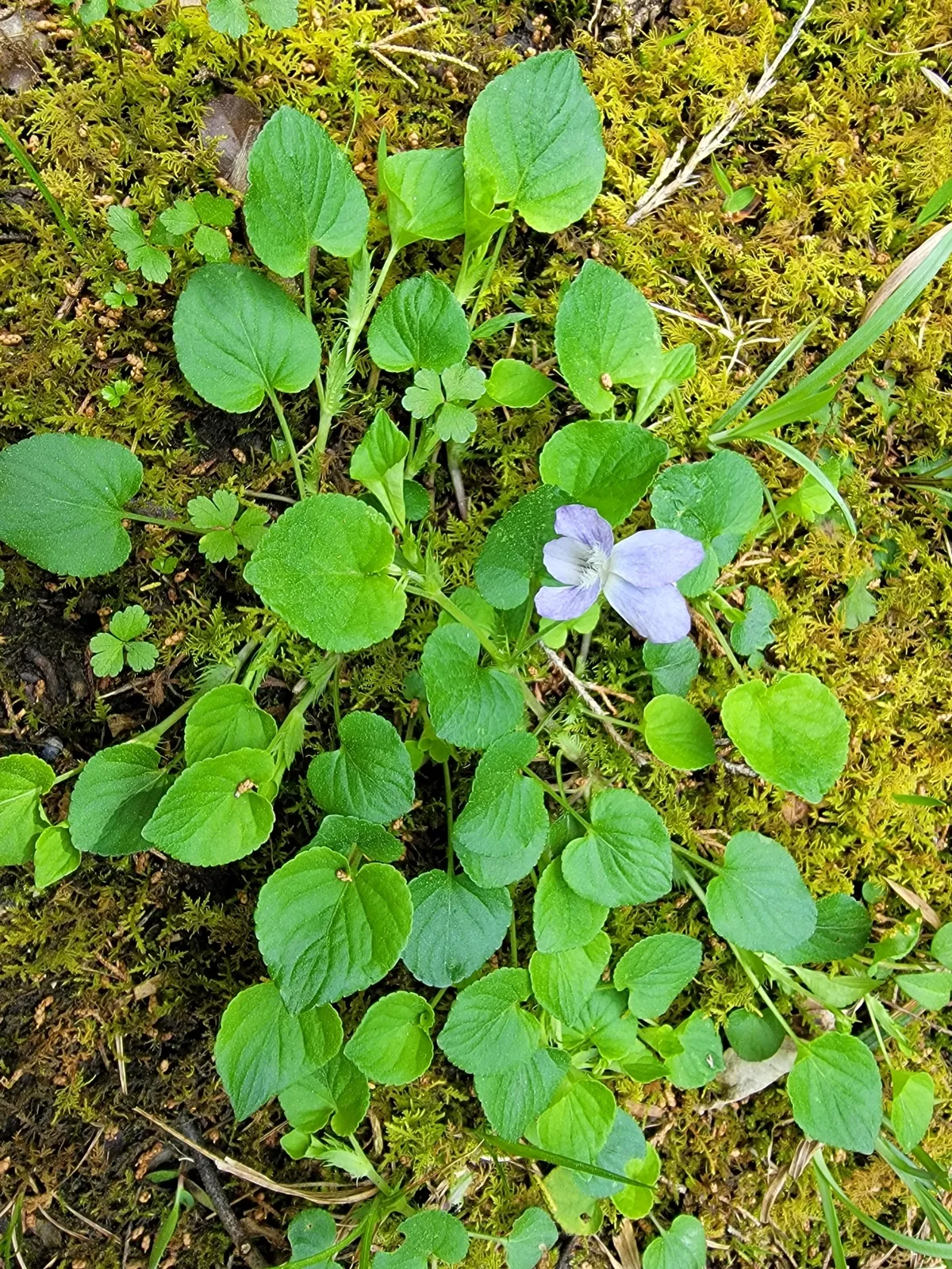 Walter's violet