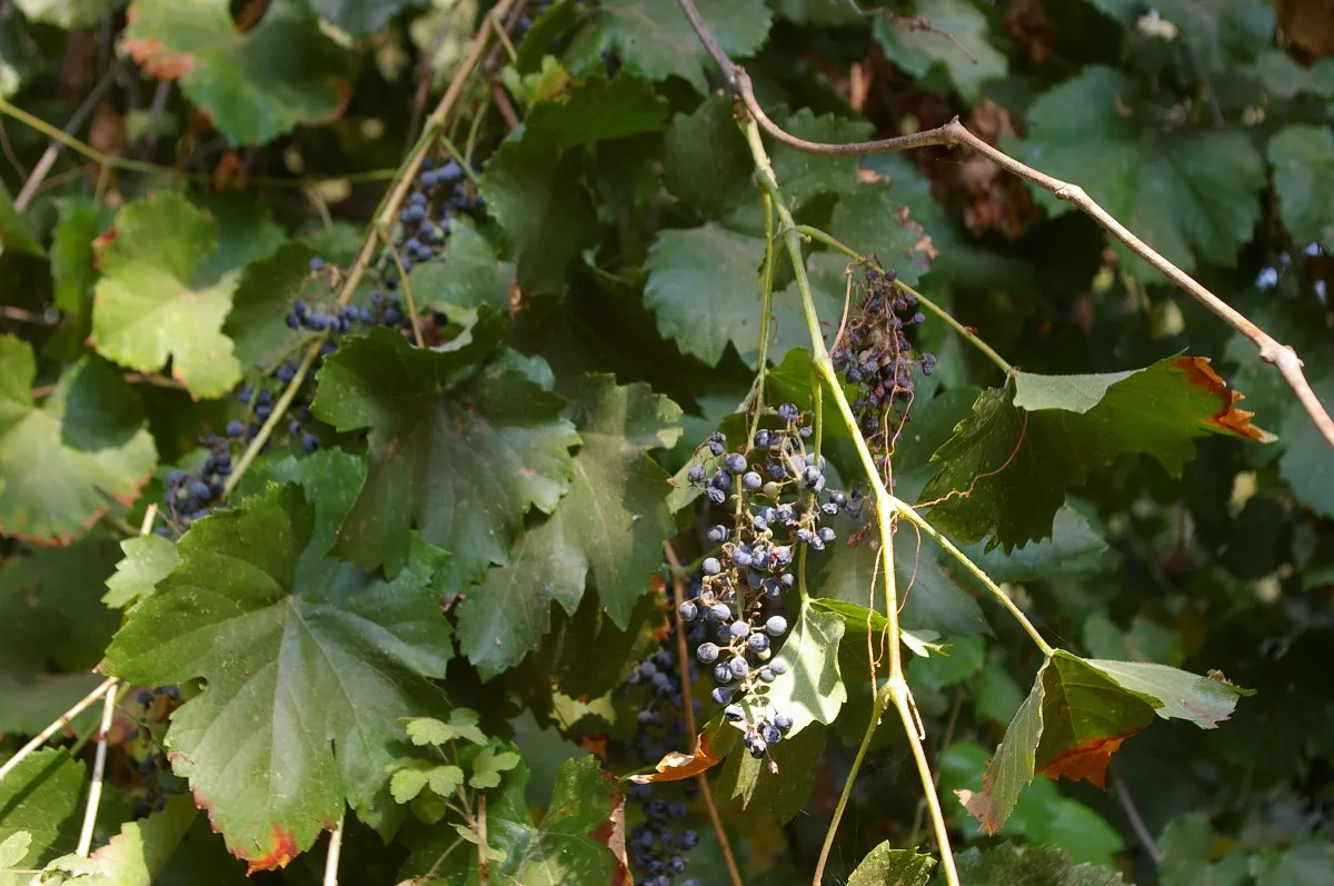 California wild grape
