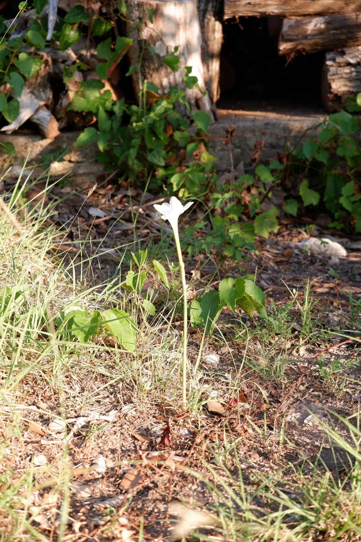 Prairie Lily